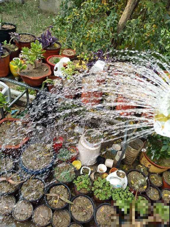 邻居的院子里放了4样东西，颜值提升不少，还特实用