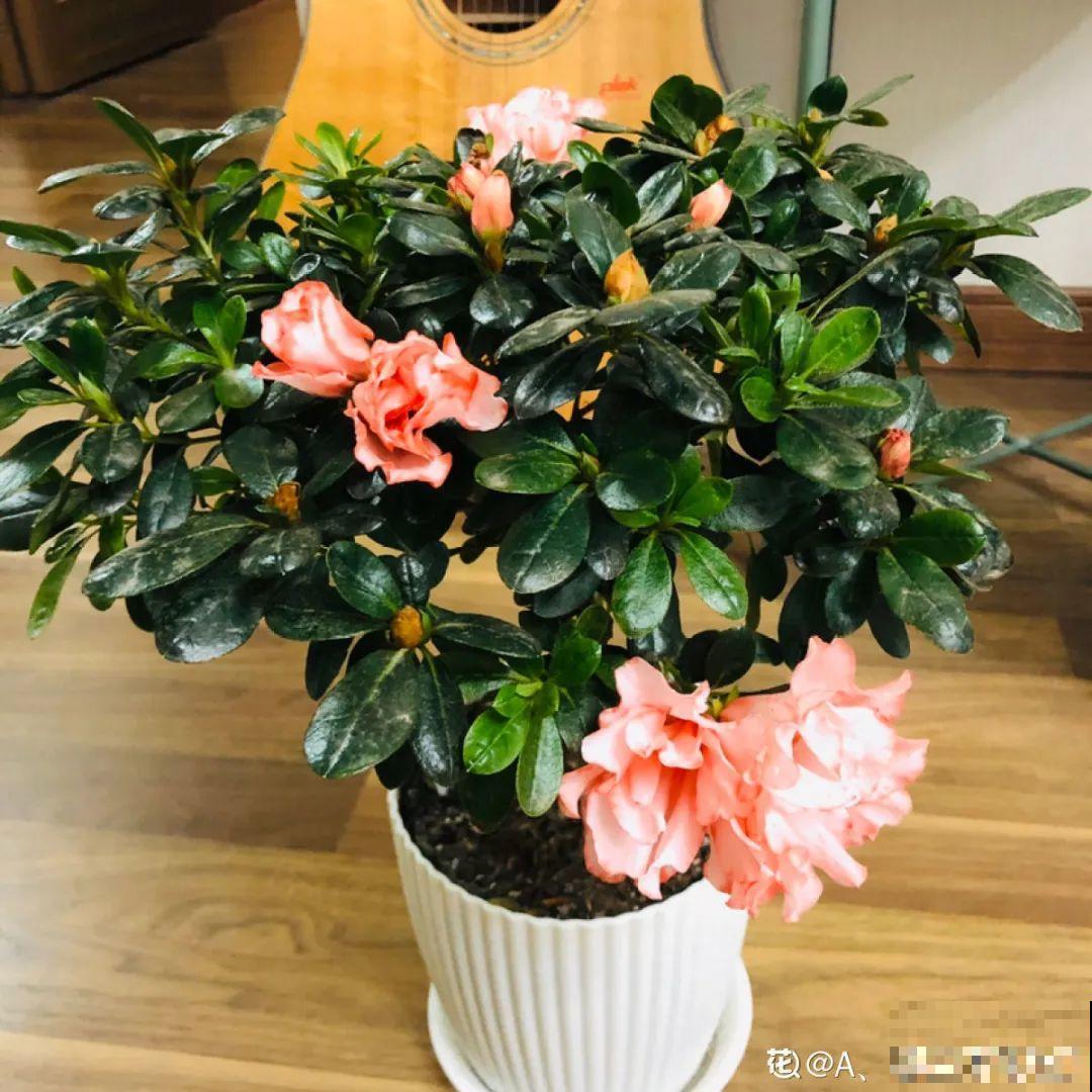 米兰花喜欢喝醋，一个月来一勺，花苞嘟噜噜冒