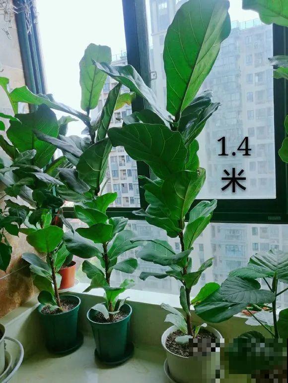 7种花要赶紧砍头,一头变多头,长得是真旺 7种花要赶紧砍头,一头变多头,长得是真旺