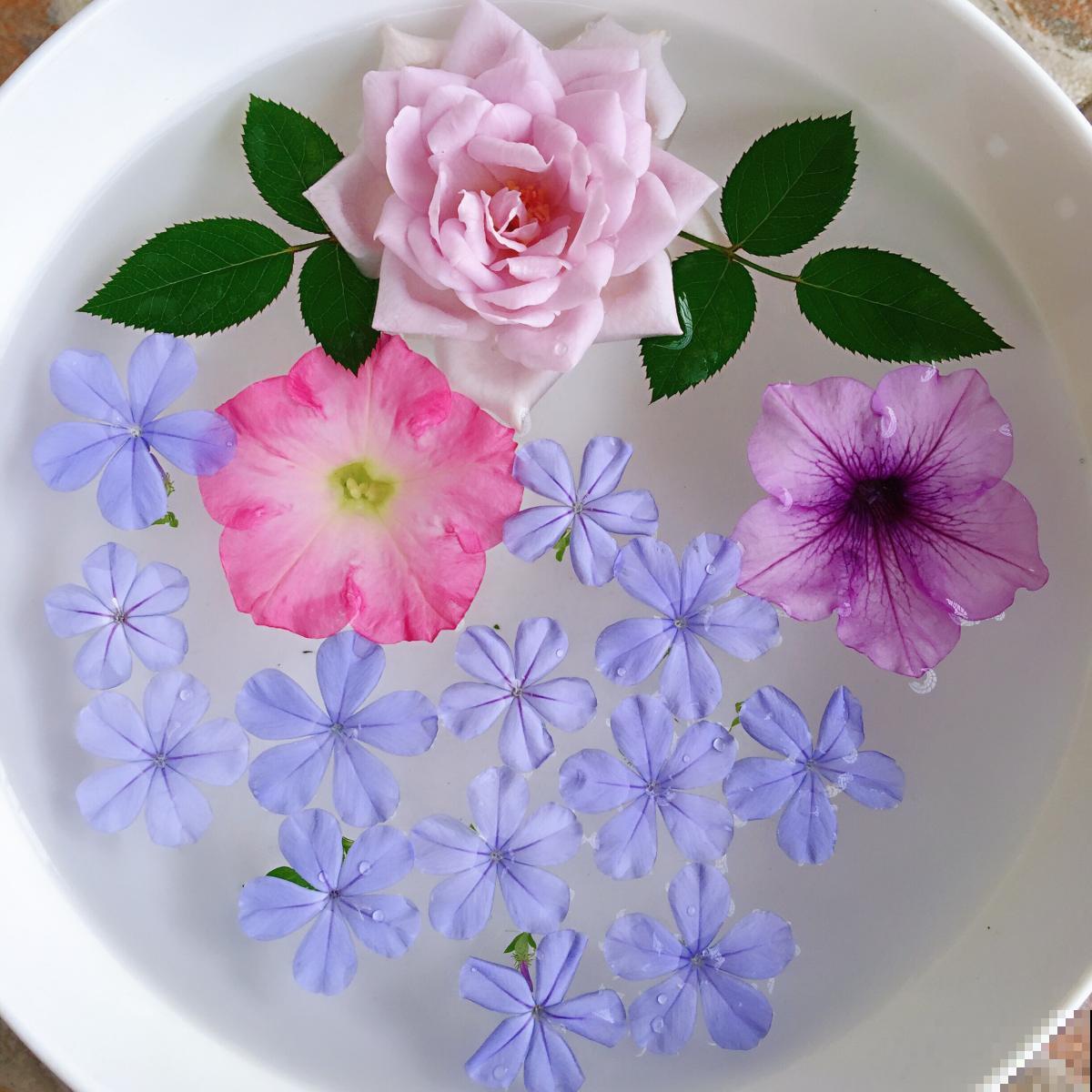 夏天养花,换个清凉方式,来点不一样的感觉 夏天养花,换个清凉方式,来点不一样的感觉