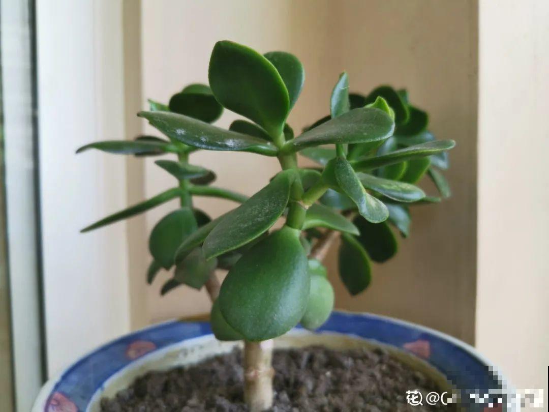 10种花夏天要休眠,必须控制浇水,不然全都浇死了 10种花夏天要休眠,必须控制浇水,不然全都浇死了