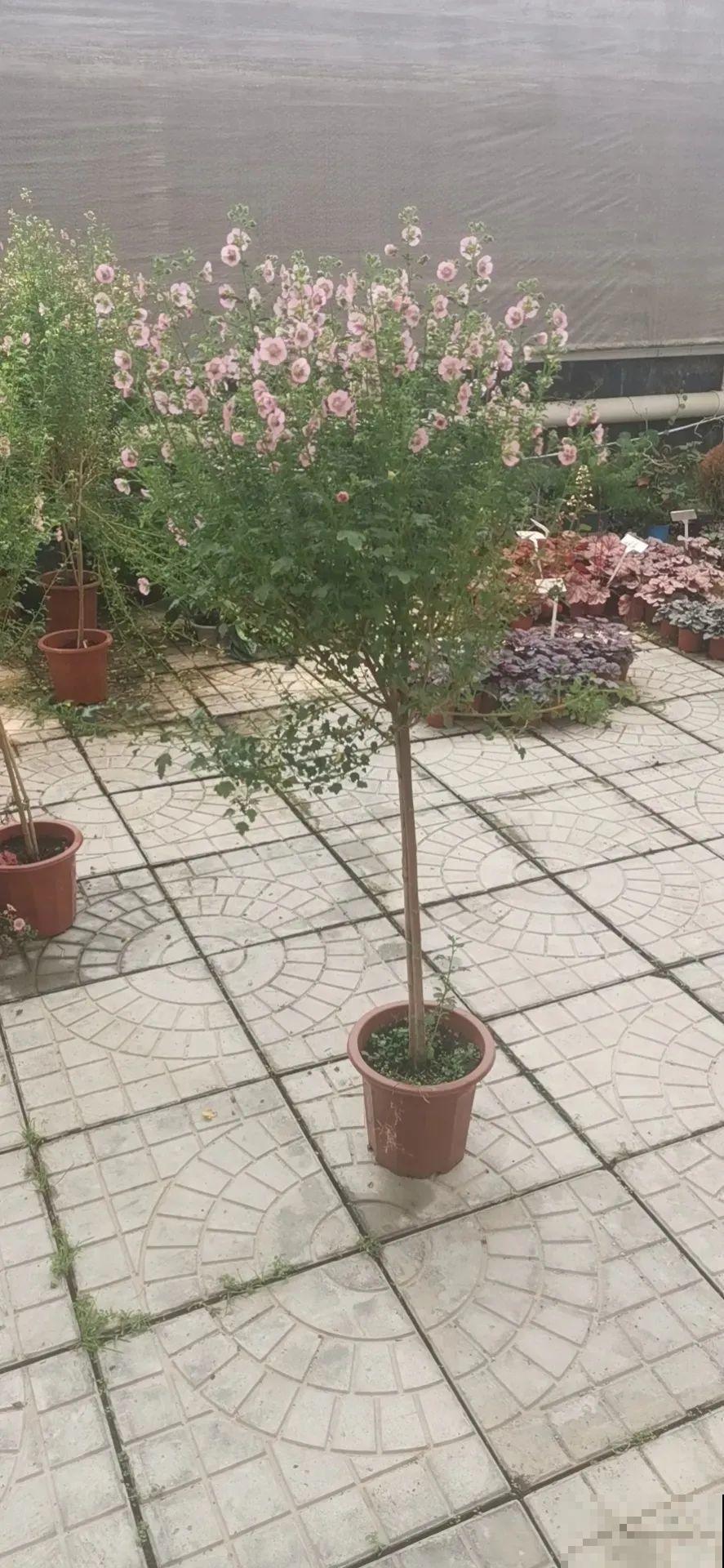 夏天扦插小木槿，半个月生根，养成棒棒糖开出花球