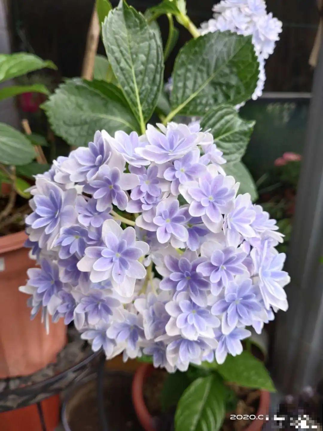 夏天扦插最好活，剪个枝条插土里，10天就生根！