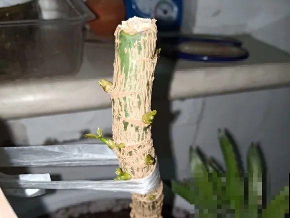 7种花要赶紧砍头,一头变多头,长得是真旺 7种花要赶紧砍头,一头变多头,长得是真旺