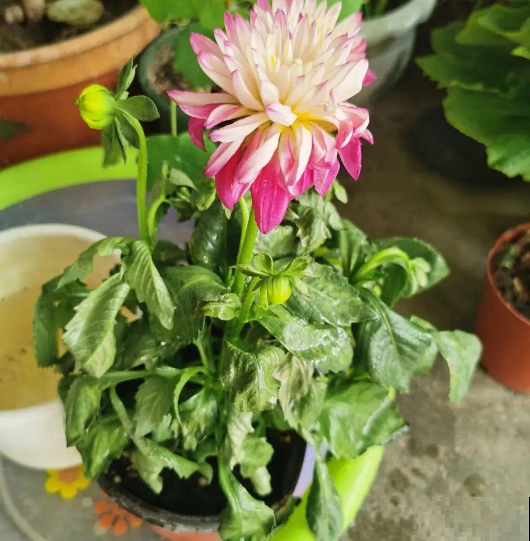 公认的难养花，买一盆死一盆，原来是被动了手脚…