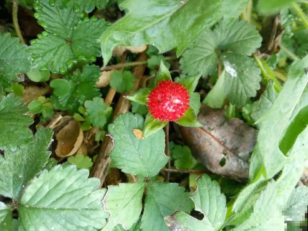 20种有毒花，看见绕道儿走，千万别乱摸