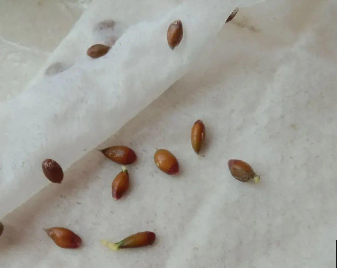 玉米棒子插水里，比绿植长得快，长成清新小盆栽