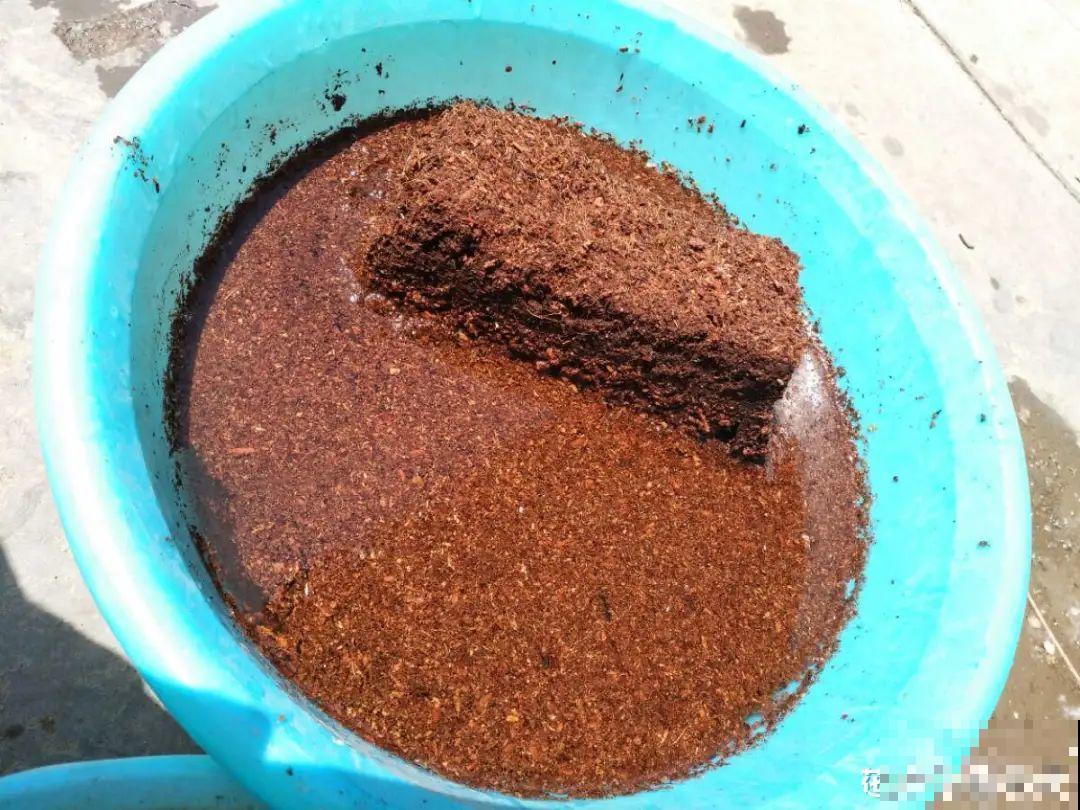 11种常见花，现在扦插，成活率特高