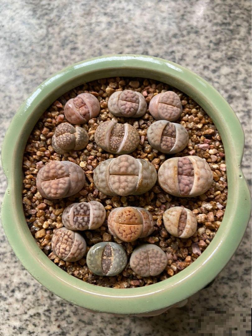 特耐旱的花,适合夏天养,不用浇水就很省事! 特耐旱的花,适合夏天养,不用浇水就很省事!