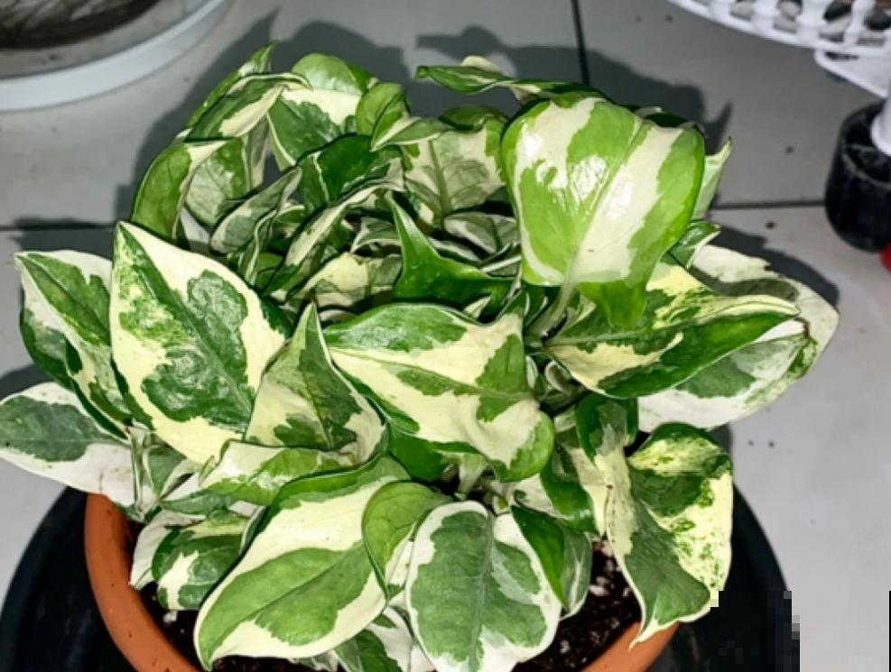 绿萝叶子长“花斑”,颜值更高了,气质拉满 绿萝叶子长“花斑”,颜值更高了,气质拉满