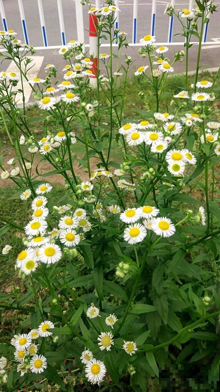 入侵植物太可怕，泛滥严重，家里见到就要拔干净