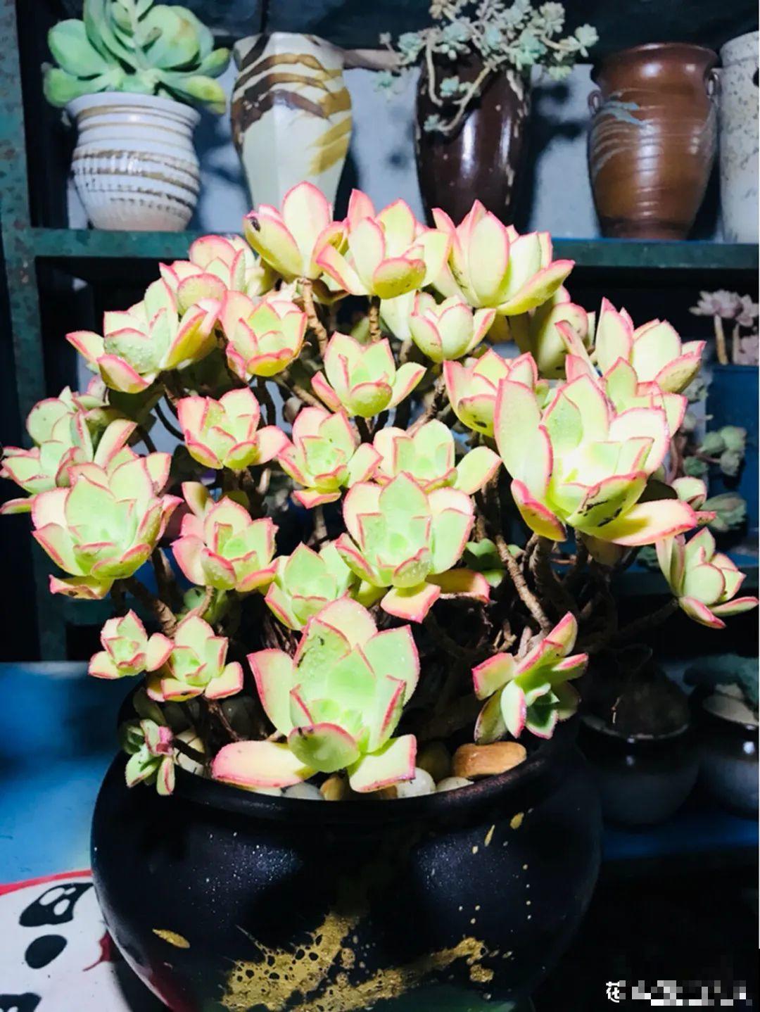 多肉老桩属实震撼，颜值都很高，越养越上瘾