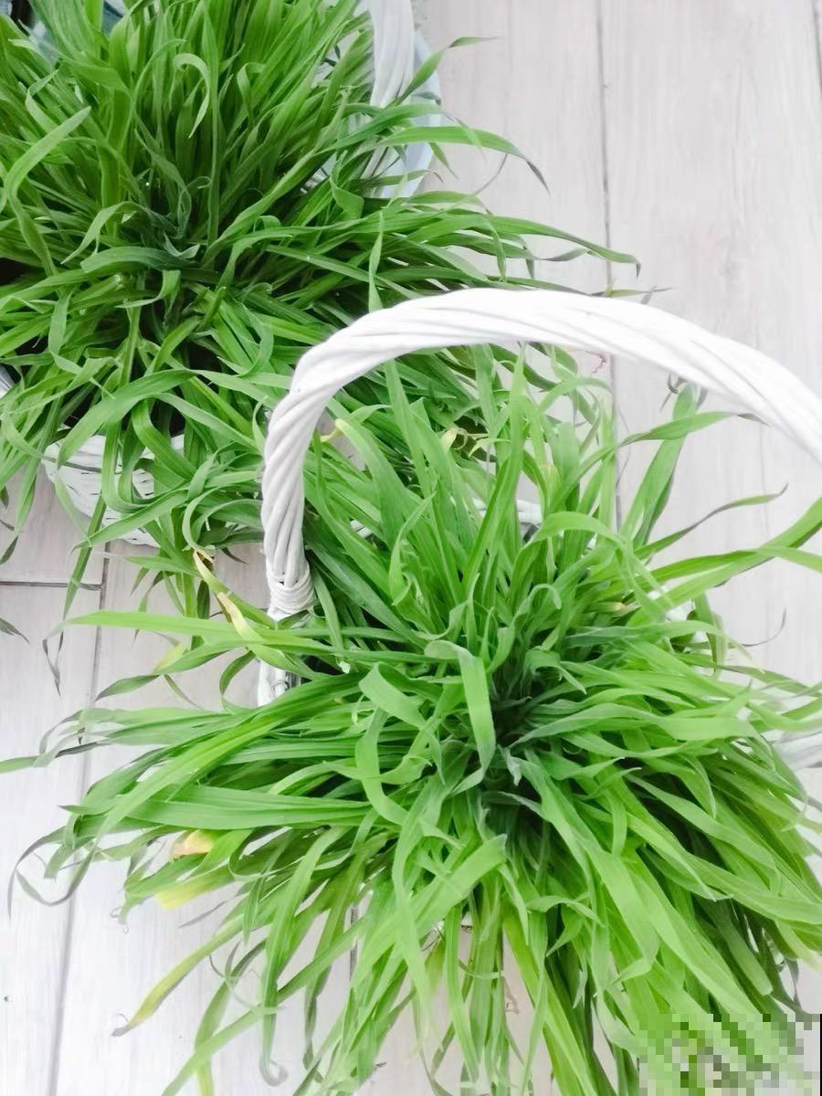 超可爱的小众花，有趣的人都在养，毛茸茸的特可爱