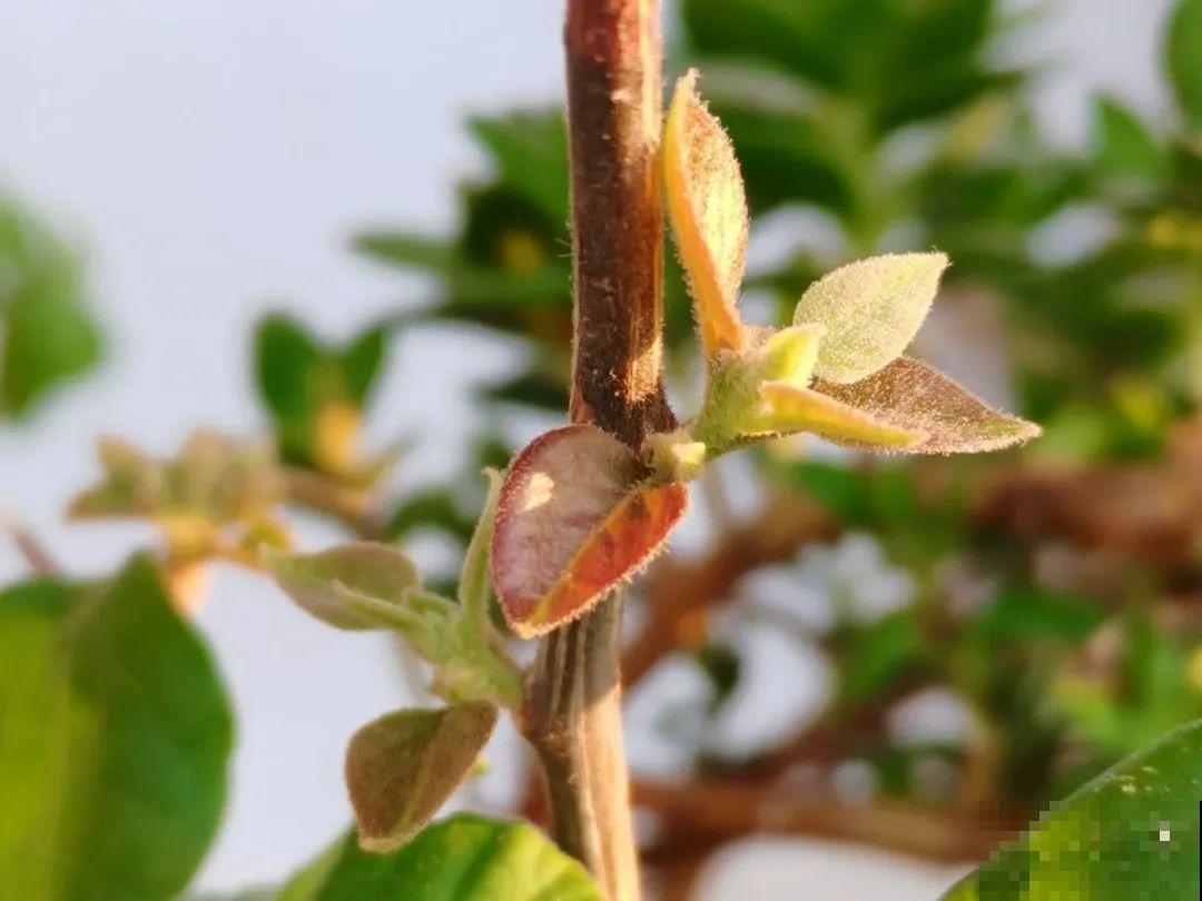 草本植物春剪,学着掐顶芽,呼呼冒出一大盆 草本植物春剪,学着掐顶芽,呼呼冒出一大盆