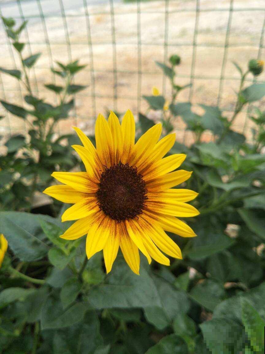 向日葵为什么总朝太阳开？原来都是因为怕光的它！