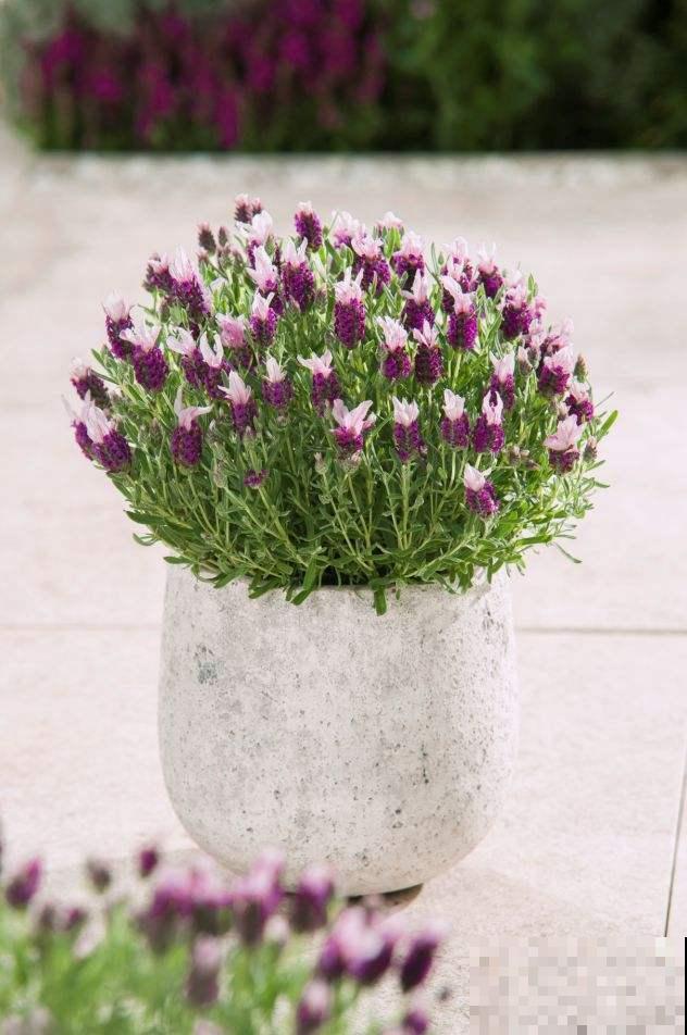 卧室植物这么摆,设计感好,又睡得香 卧室植物这么摆,设计感好,又睡得香