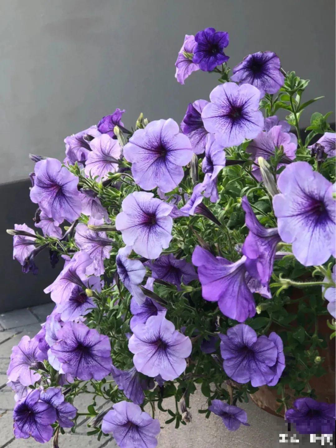 矮牵牛得剪一剪，才能开花多，满盆都是花苞！