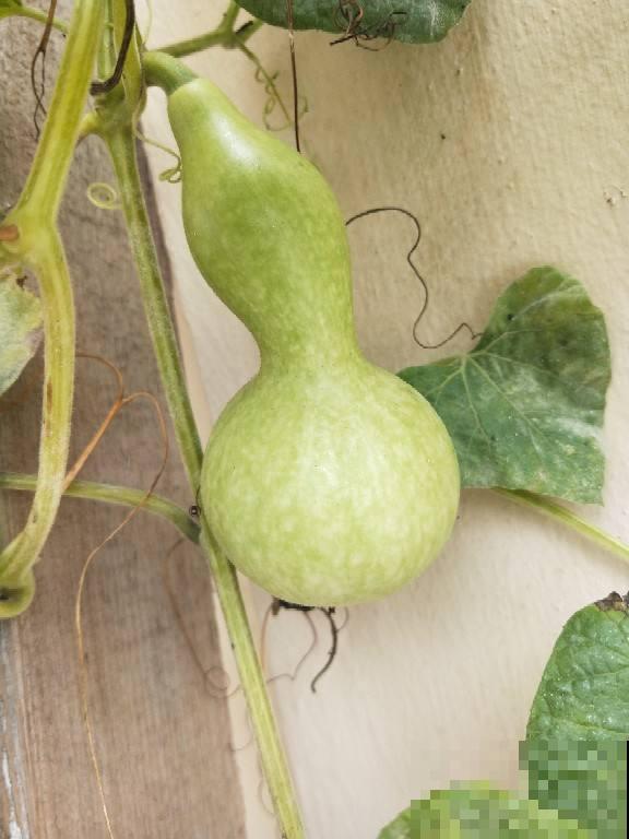 1种瓜真神奇,砍一刀很快就长出新的,边砍边吃真爽 1种瓜真神奇,砍一刀很快就长出新的,边砍边吃真爽