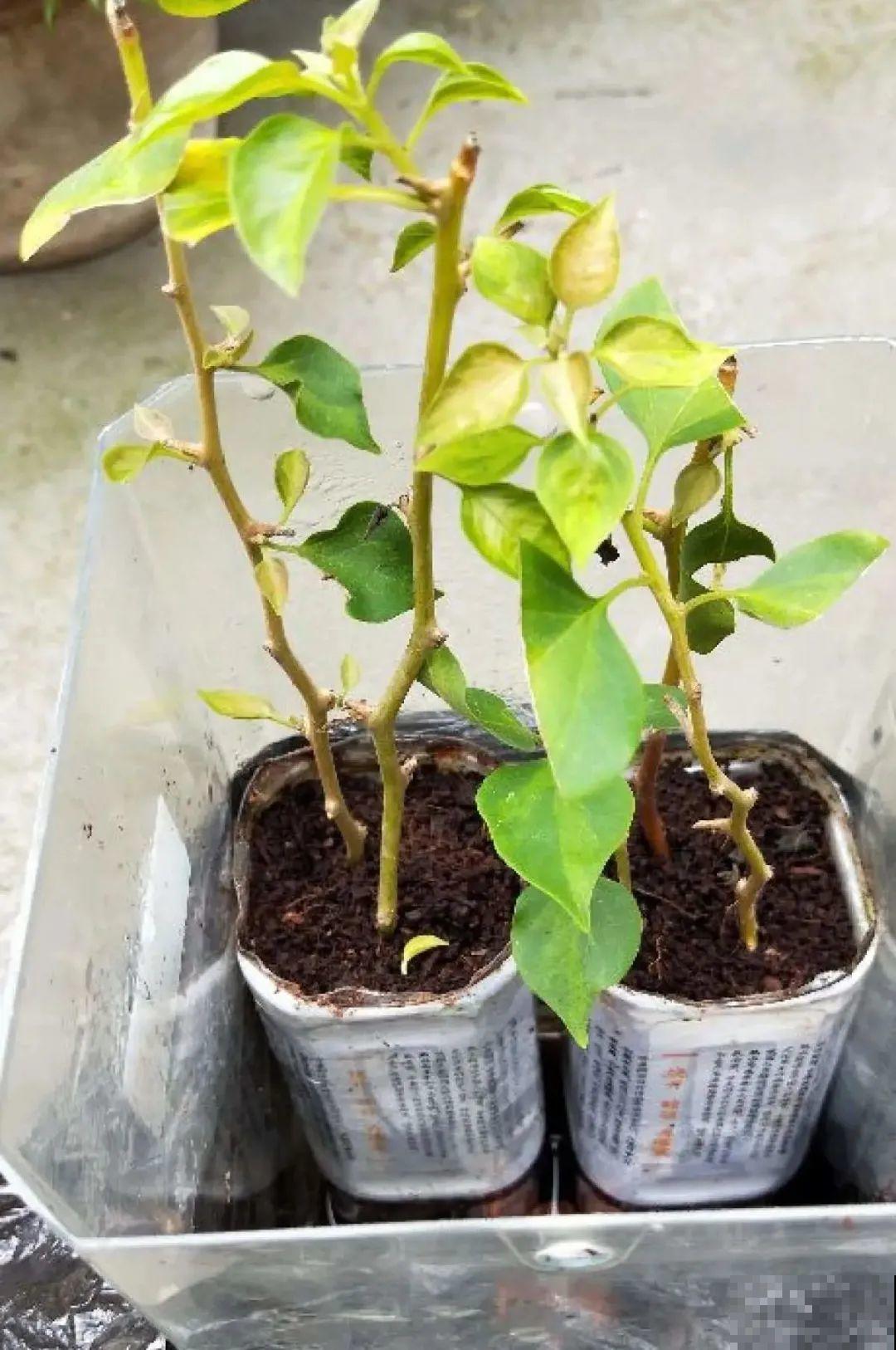 11种常见花，现在扦插，成活率特高