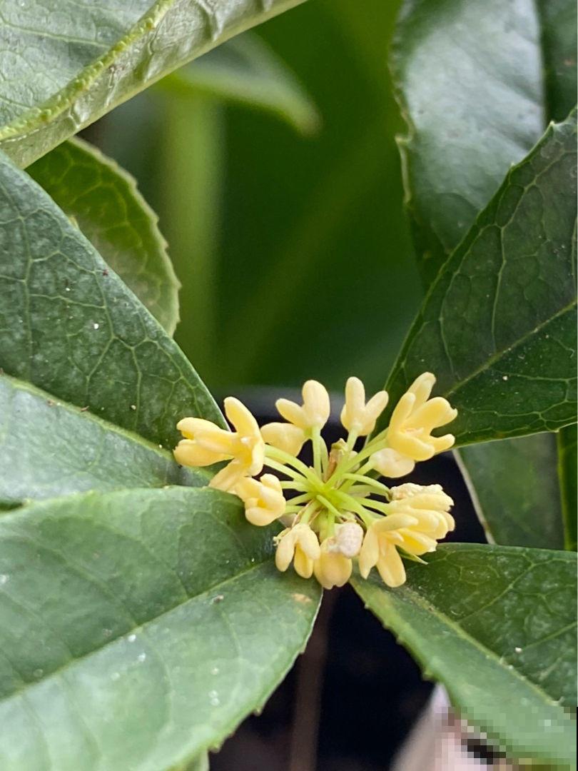 家里养棵“九里香”,香气扑鼻,从此屋里的除臭剂就省了! 家里养棵“九里香”,香气扑鼻,从此屋里的除臭剂就省了!