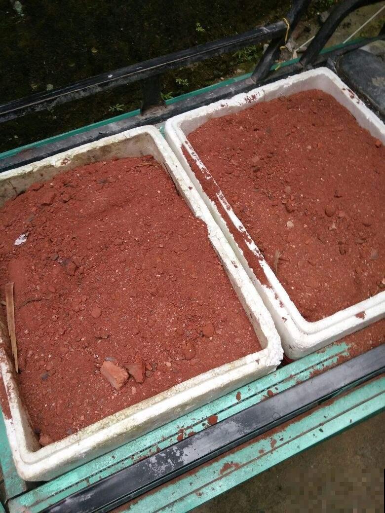 教你两招扦插法,懒人专用,轻松就能活! 教你两招扦插法,懒人专用,轻松就能活!