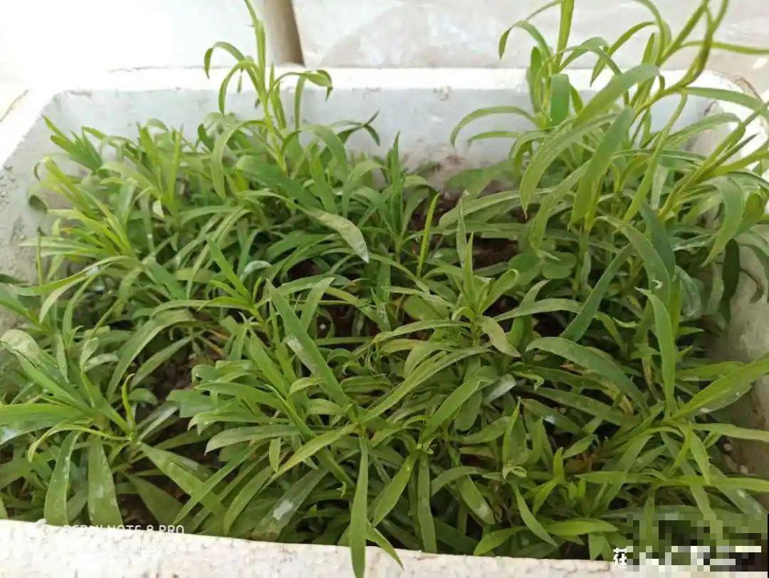 20种花不用买，开完花等20天，爆出好多种子！