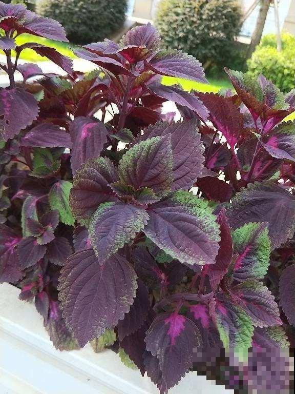 农村路边常见的花，都是药材，功效还不少