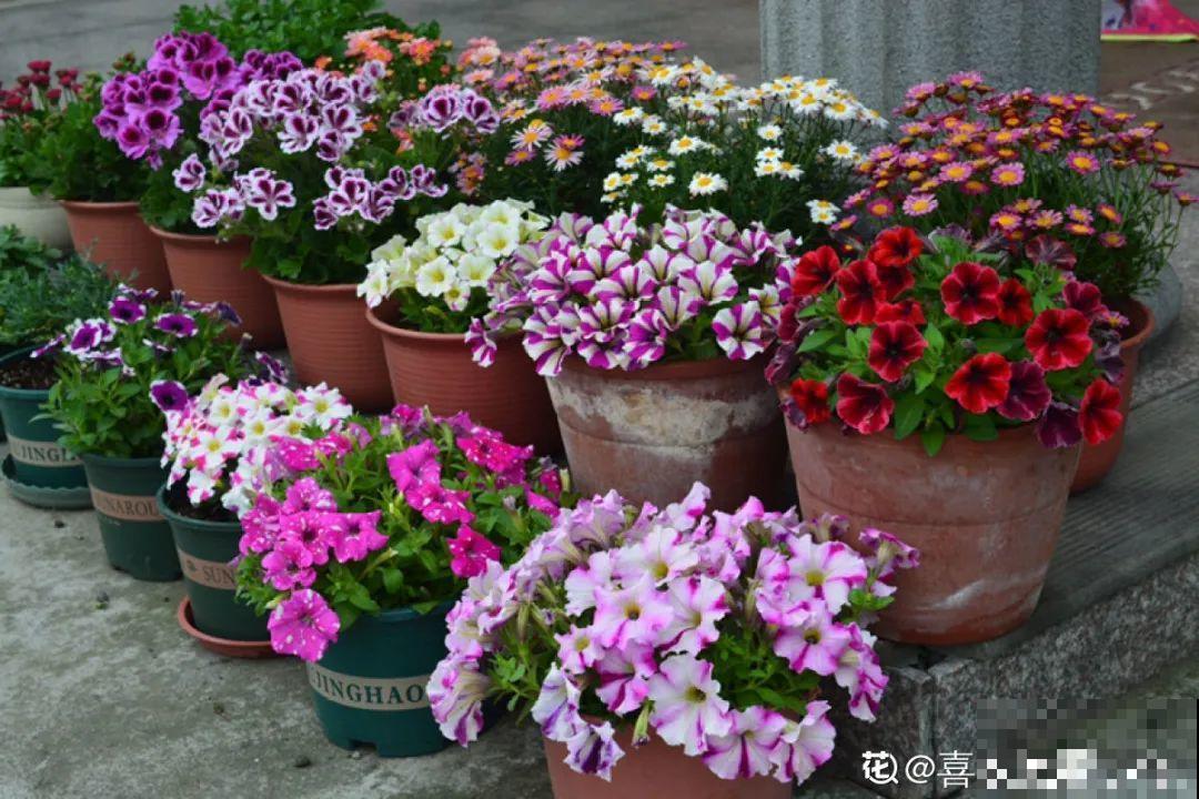 春天来了，有个院子养点花，简直太幸福