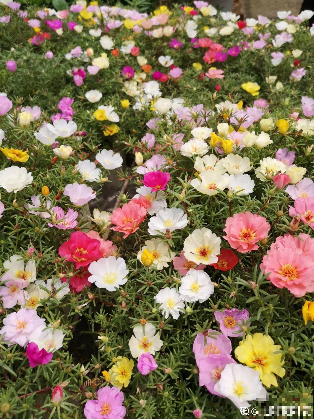 7种“落地生根”花,春天多插几棵,成活率特别高 7种“落地生根”花,春天多插几棵,成活率特别高