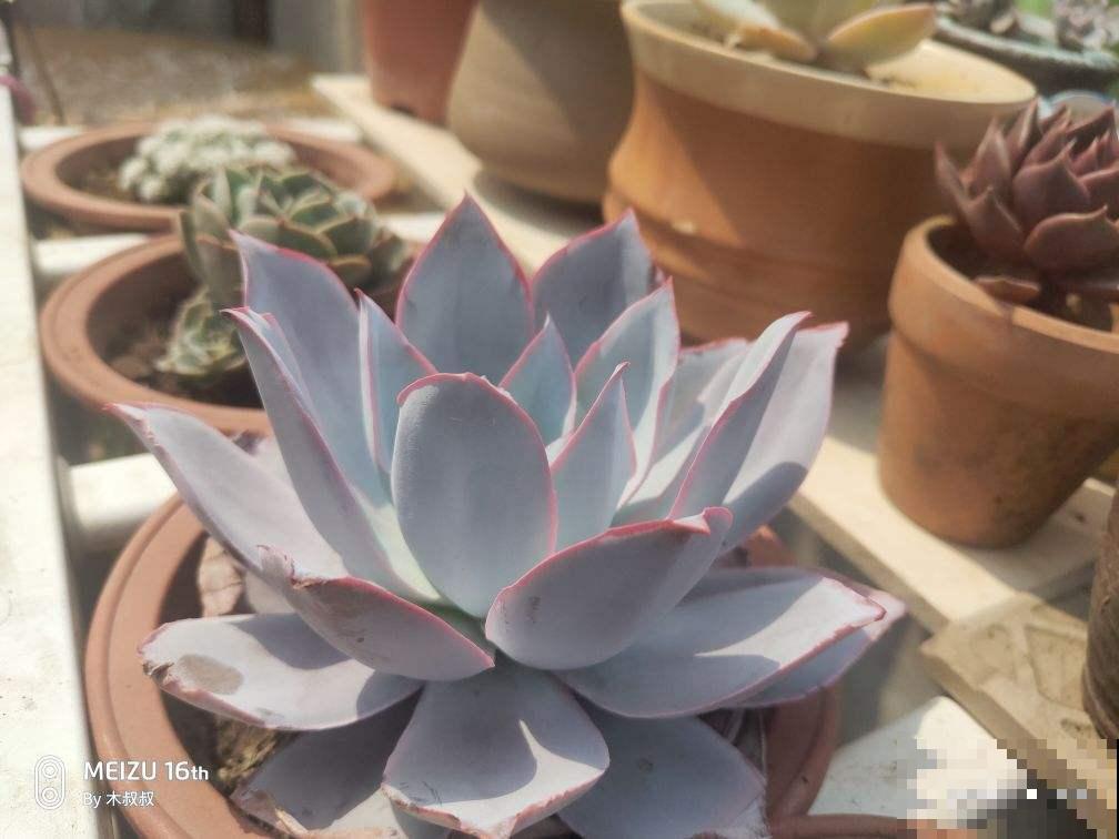 多肉中的“薄叶三仙”，仙气飘飘惹人喜爱，只养一盆都不够