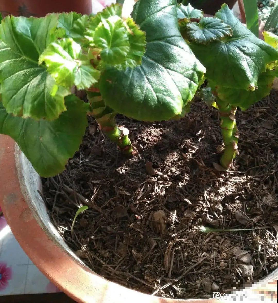 天热了,8种花要休眠,要少浇水 天热了,8种花要休眠,要少浇水