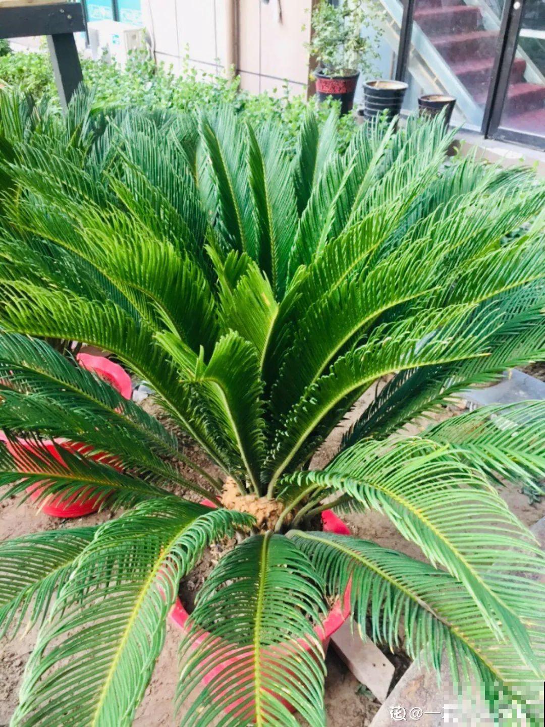 家里养盆镇宅花，越长越霸气，安全感十足