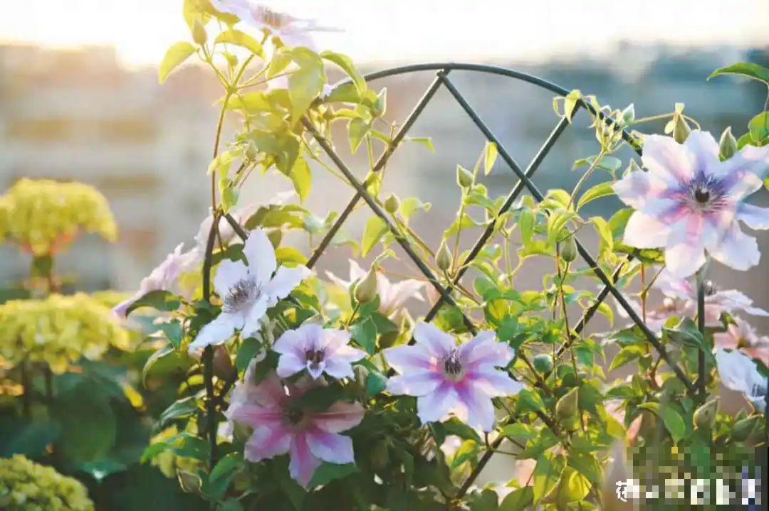 有院子的话，要种一整面花墙，呼呼开爆