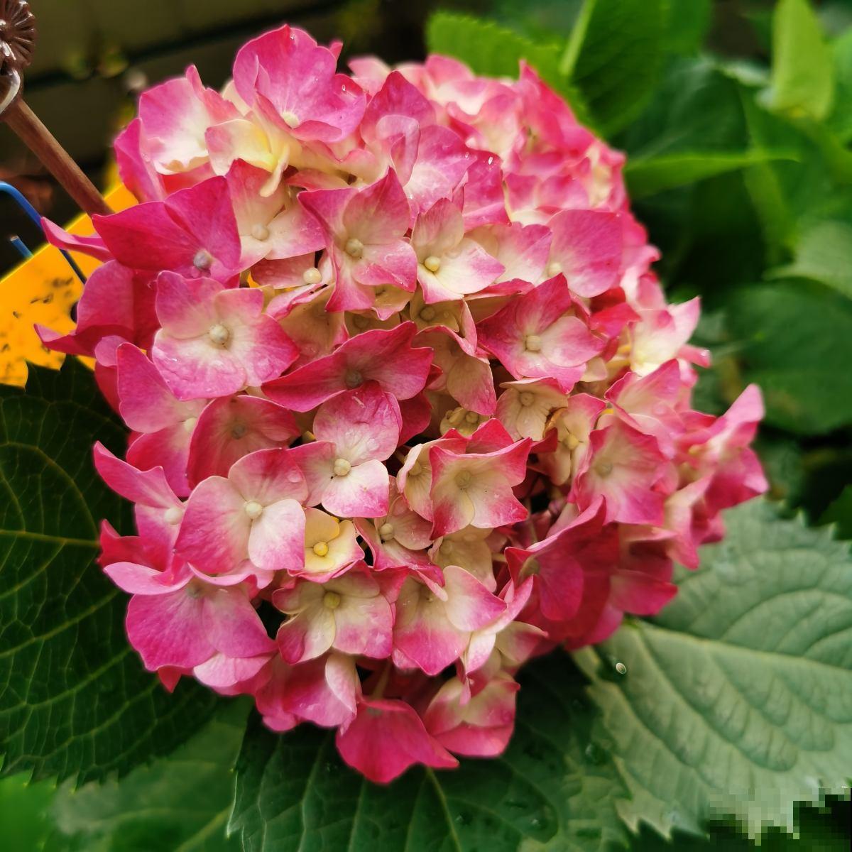 绣球到了花季,一直不开花,还是得从养护找原因 绣球到了花季,一直不开花,还是得从养护找原因