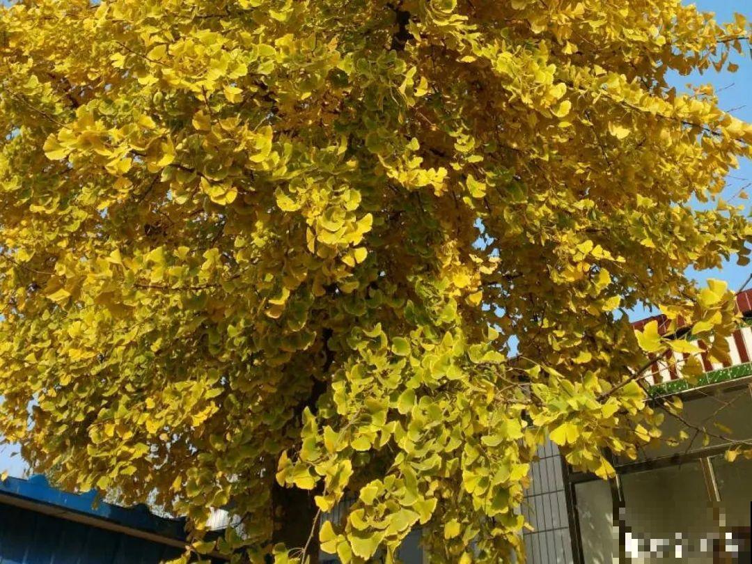 大院子养点大气花，超级有格调，漂亮的中国风