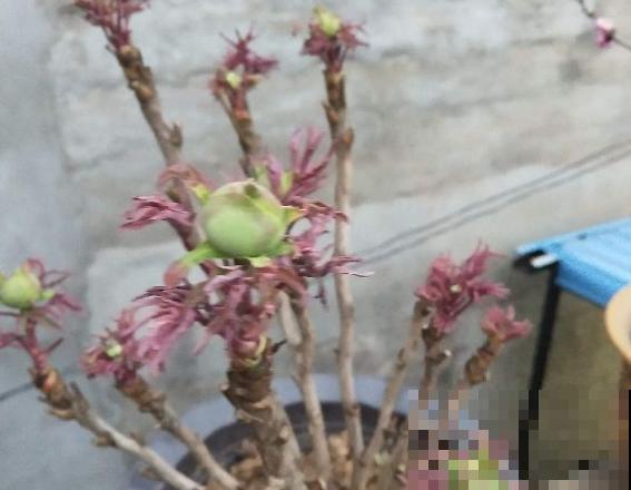 施肥用氮肥要节制，太心急容易烧苗，千万别用多