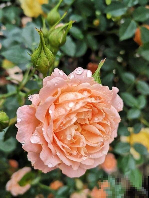 养月季的一些常见问题，现在教你怎么治，让花重新长旺！