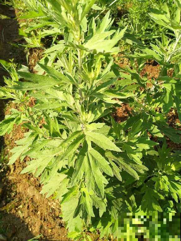 山上的一种野草，拔一点回家，作用大的很