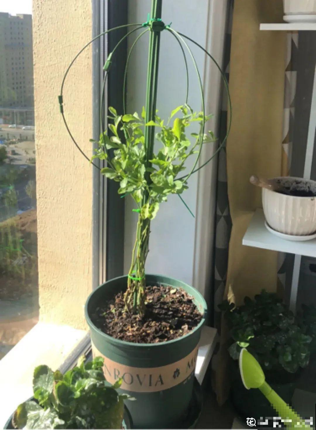 8种花开始慢慢睡醒了， 现在长得正旺，多浇水施肥， 开花更多！