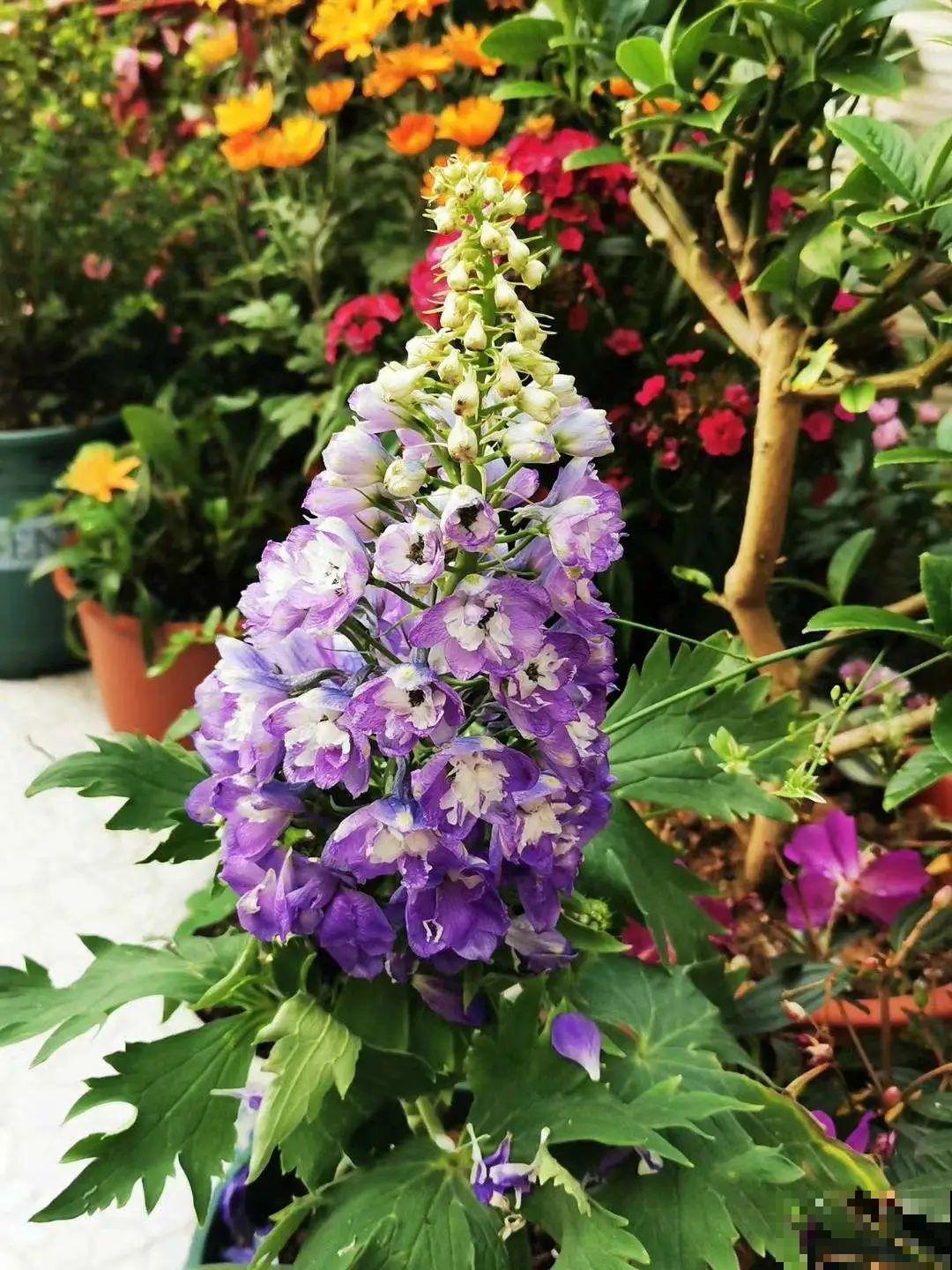 今年流行的小众植物，美而不俗，气质一绝