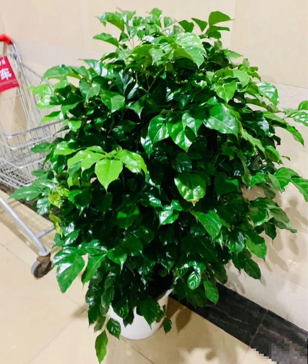 10种花越高越值钱,能长到2米,大高个霸气镇宅! 10种花越高越值钱,能长到2米,大高个霸气镇宅!