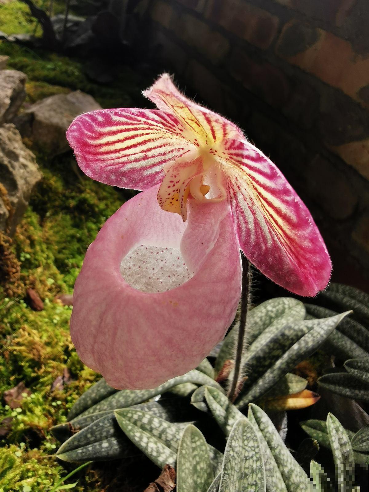 1种兰花开花特美艳，像个小拖鞋，还是贵货