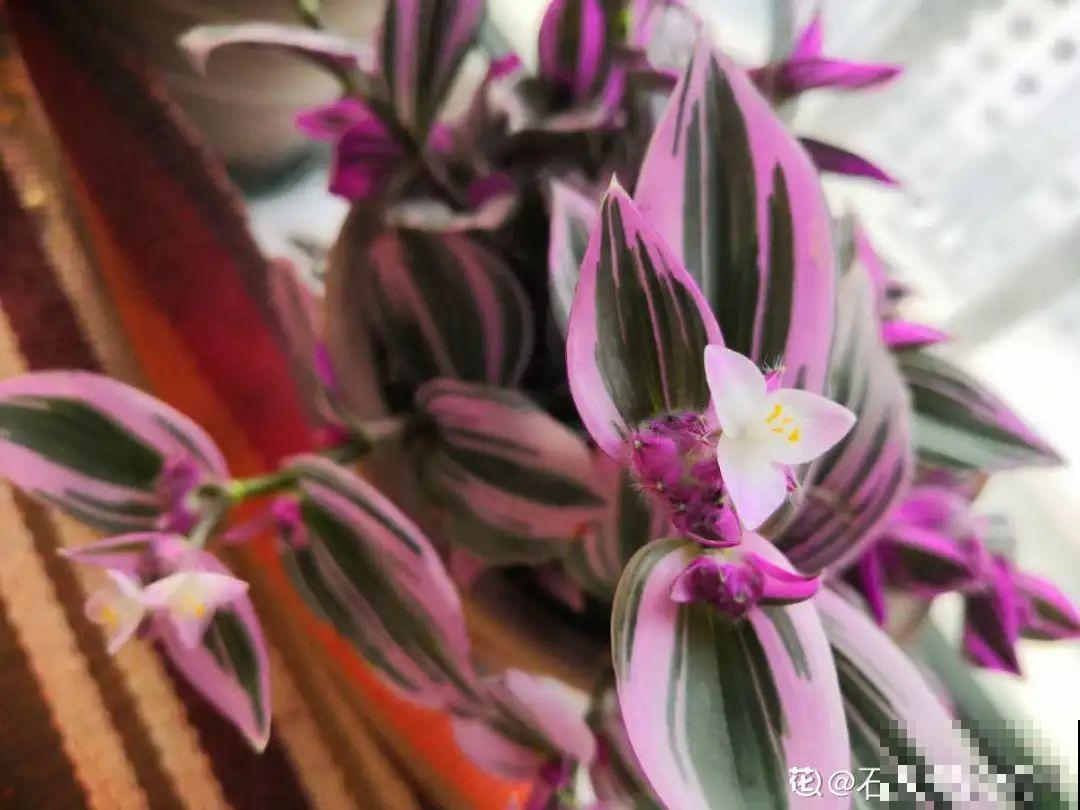 室内小窗台,养点小众盆栽,气质瞬间不一样 室内小窗台,养点小众盆栽,气质瞬间不一样