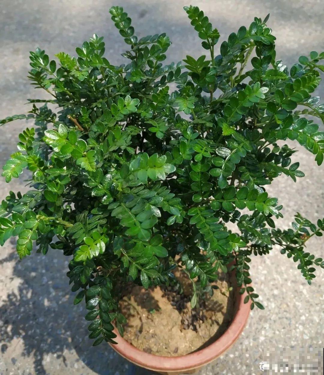 家里养盆香水花,满屋子飘香,还能净化空气 家里养盆香水花,满屋子飘香,还能净化空气