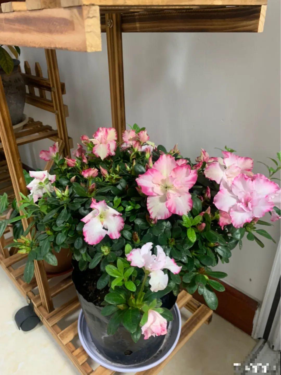 初春浇水要谨慎，浇水浇不对，小心全军覆没