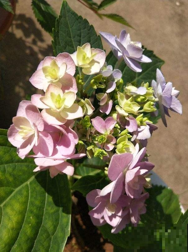 从古至今，关于养花人的称呼真不少，你喜欢哪个?