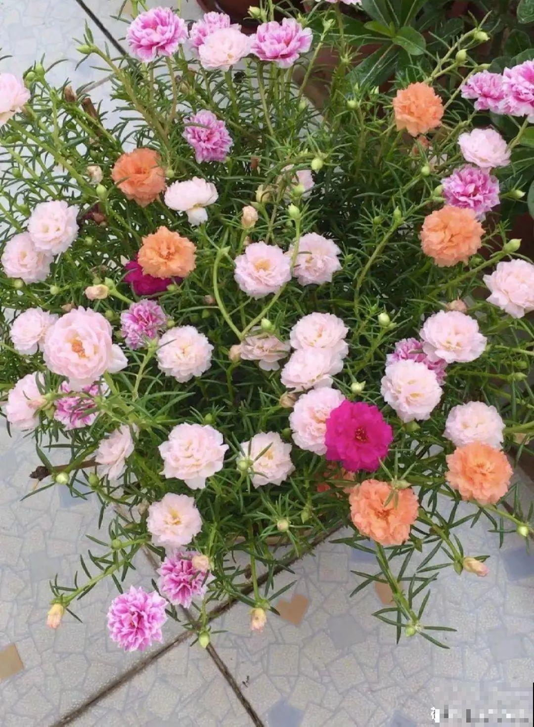 6种花夏天扦插,枝条剁8段、撒土里,3岁小孩都能插活! 6种花夏天扦插,枝条剁8段、撒土里,3岁小孩都能插活!