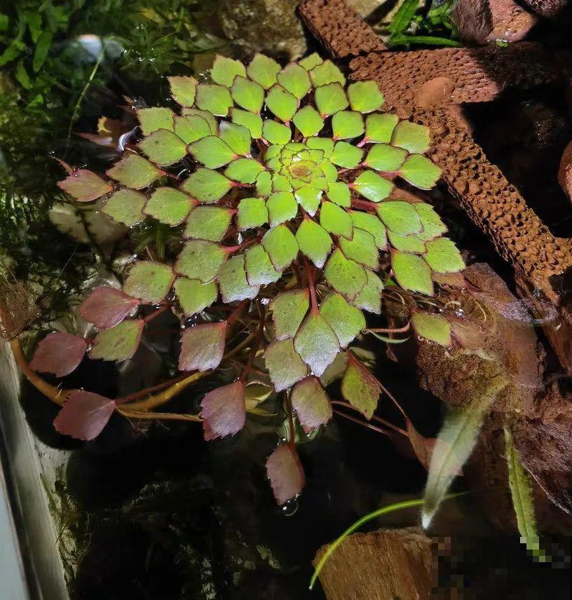 10种花夏天喝水多,多浇水,很快爆满一大缸 10种花夏天喝水多,多浇水,很快爆满一大缸