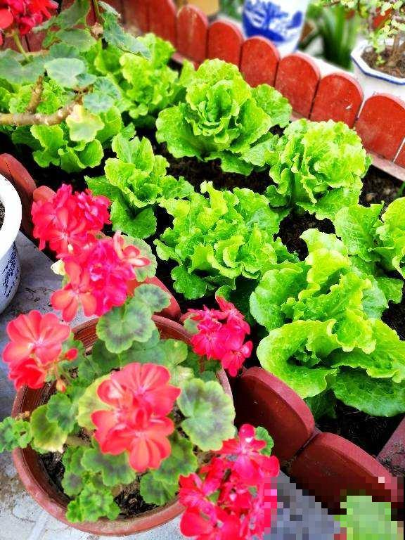 开春在家种点菜，长势超快，省下买菜钱