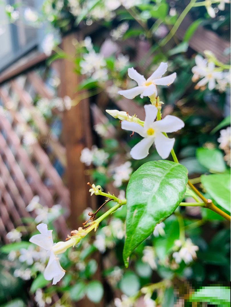 邻居种的风车茉莉,直接长到我家来,天天赏花特开心 邻居种的风车茉莉,直接长到我家来,天天赏花特开心